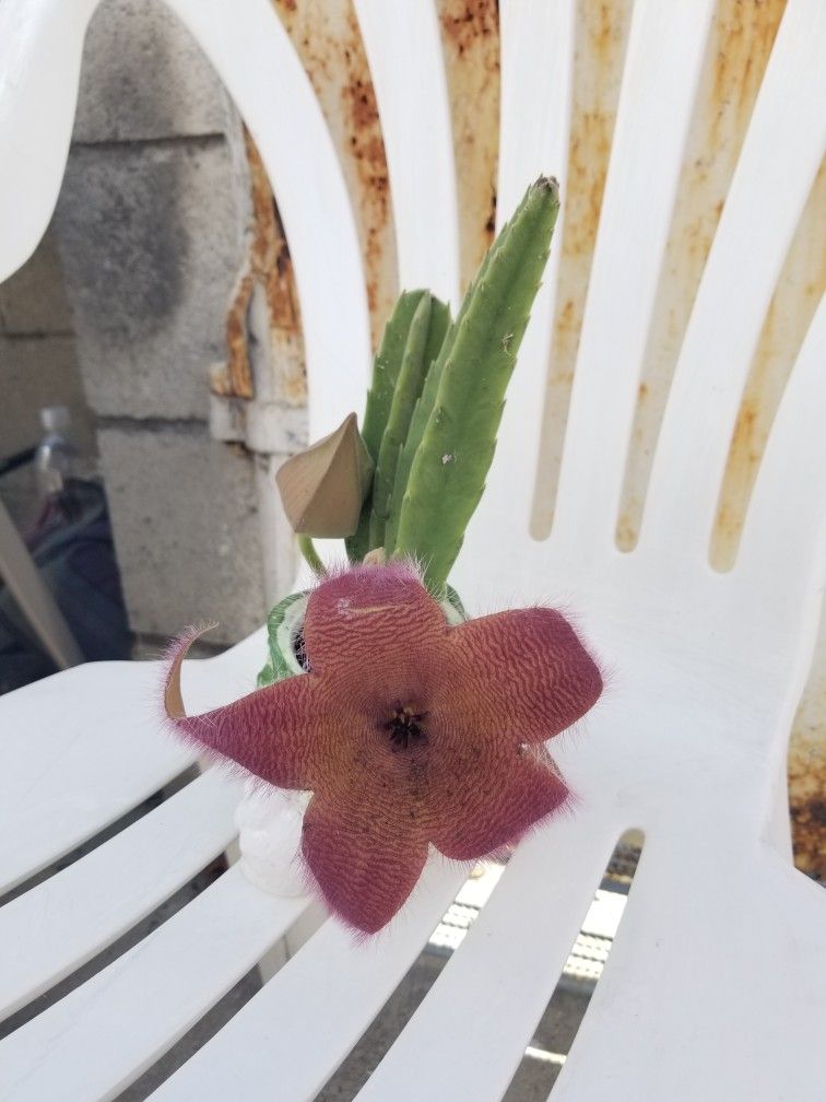 Potted Cactus Plant with Flower as of 10/3/25