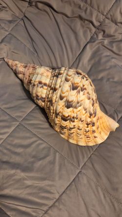 Large Triton Trumpet Conch Sea Shell - home office decor display ocean nautical