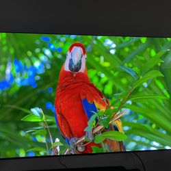 lg Oled 77 Inch Tv