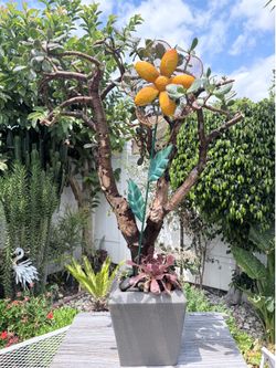 Money tree large bonsai style jade plant