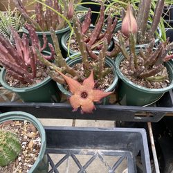 Star Fish Plant