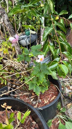 Japanese Anemone