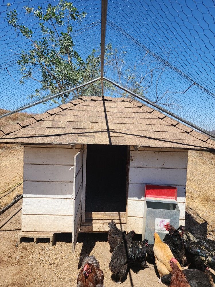 Chicken Coop And Enclosure 