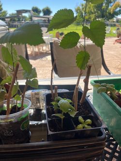Everbearing mulberry and basil