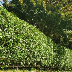 Clusia Hedge Plants 3g 7g 15g Includes Installation 
