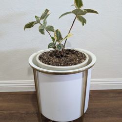 Rubber Plant