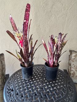Bromeliad  Billbergia Hallelujah