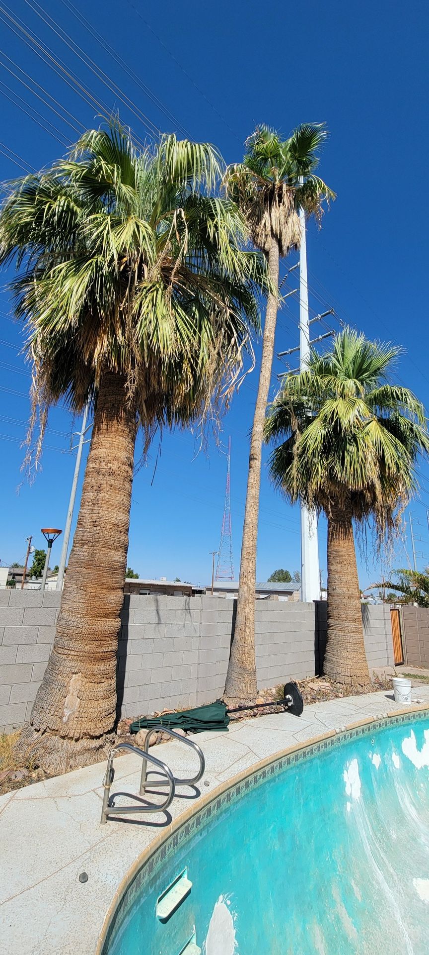 Palms Trimming