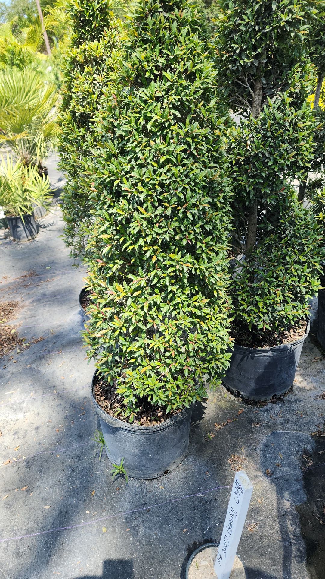Topiary Cone - 7gl