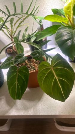 Philodendron Gloriosum