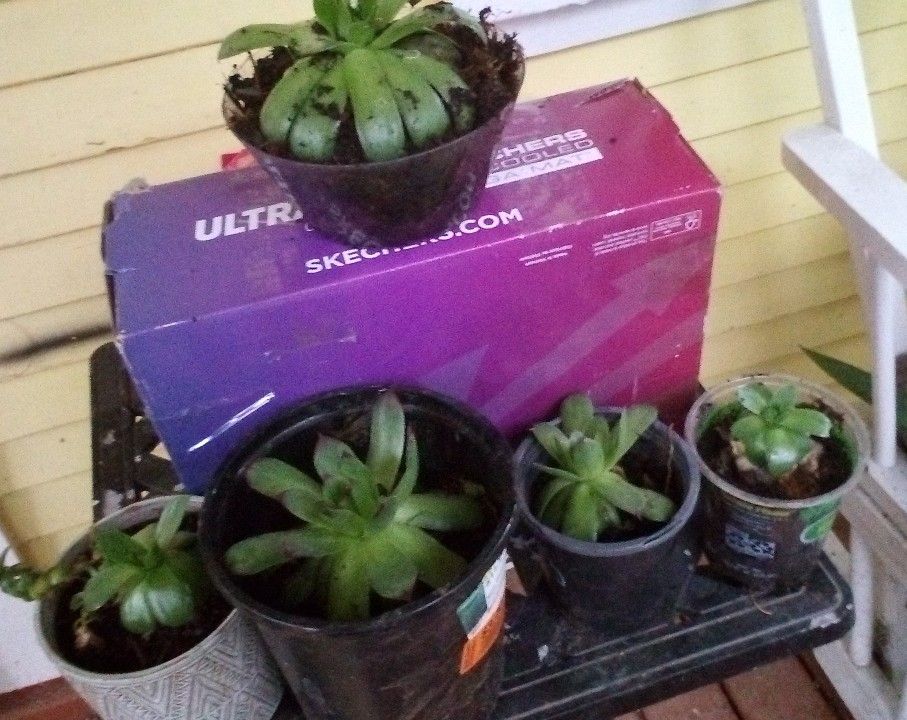 Succulents 5$/20$