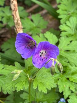 Plant Sales this weekend- Fri & Sat 10am to 5pm