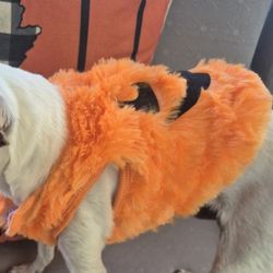 Dog Costume Pumpkin