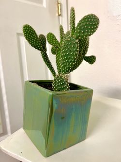 Cactus 🌵 plant 🪴
