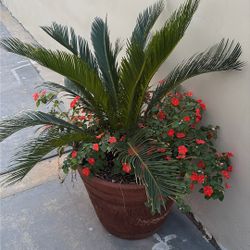 Large Palm
