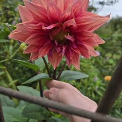 Dahlia Plants Belle of Barmera $5 Each