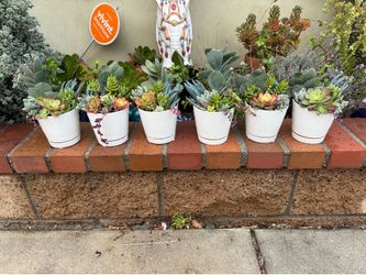 Succulent plants