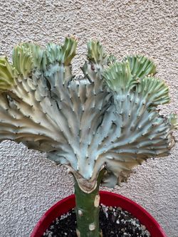 Coral cactus plant