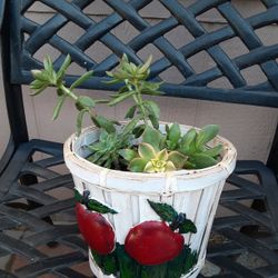 Succulents