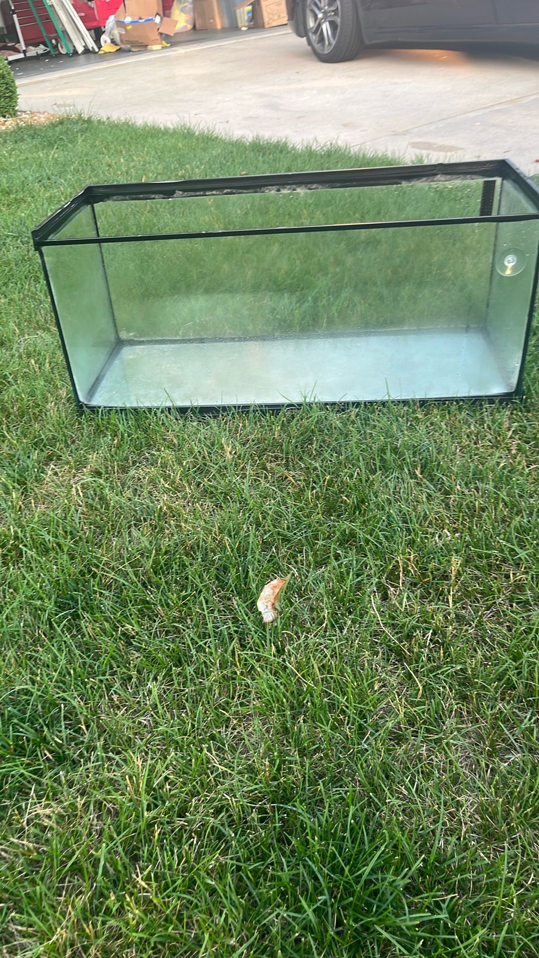 20 Gal Fish Tank With Accessories