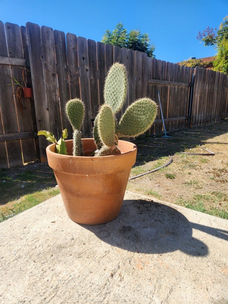 Prickly Pear Cactus In Terracotta Pot