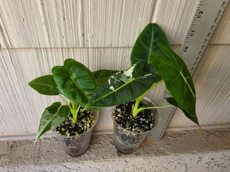 Variegated Alocasia Frydek Plants