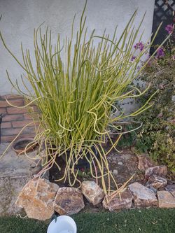 Lady Slippers (cactus)