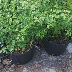Plantas De Chiles Del Monte 3gallones Bushes 7