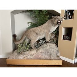 Mountain Lion 