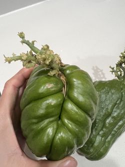 Chayote for growing