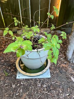 Taupe Terra cotta pot with fushia
