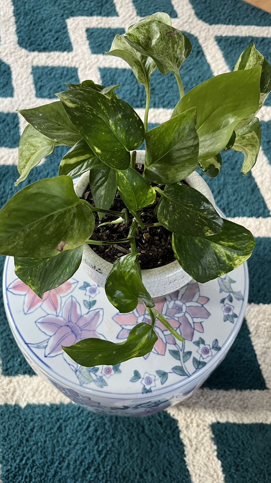Epipremnum Aureum (mixture Of Golden Pothos And Marble Queen