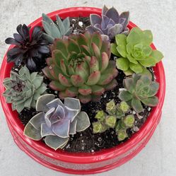 Succulent And Cactus Plants And Arrangements in COVINA