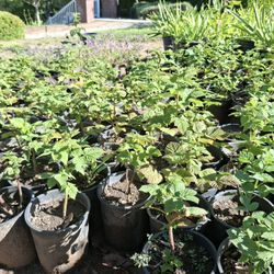 Thornless Red Raspberry Plants