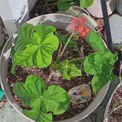 Buddha Belly Jatropha 