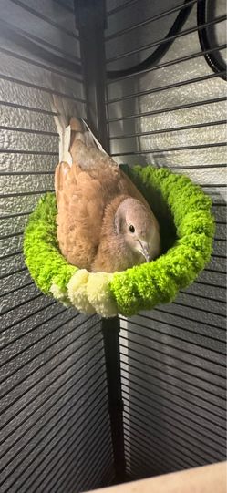 Doves