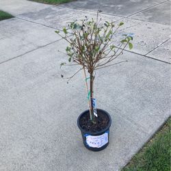 Gardenia Plant, Free! Gratis! Melrose Park
