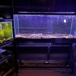 55 Tank, Stand, Lids And Substrate 