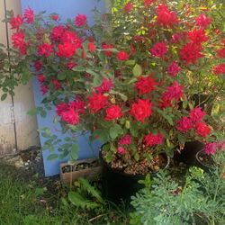 Outdoor rose 