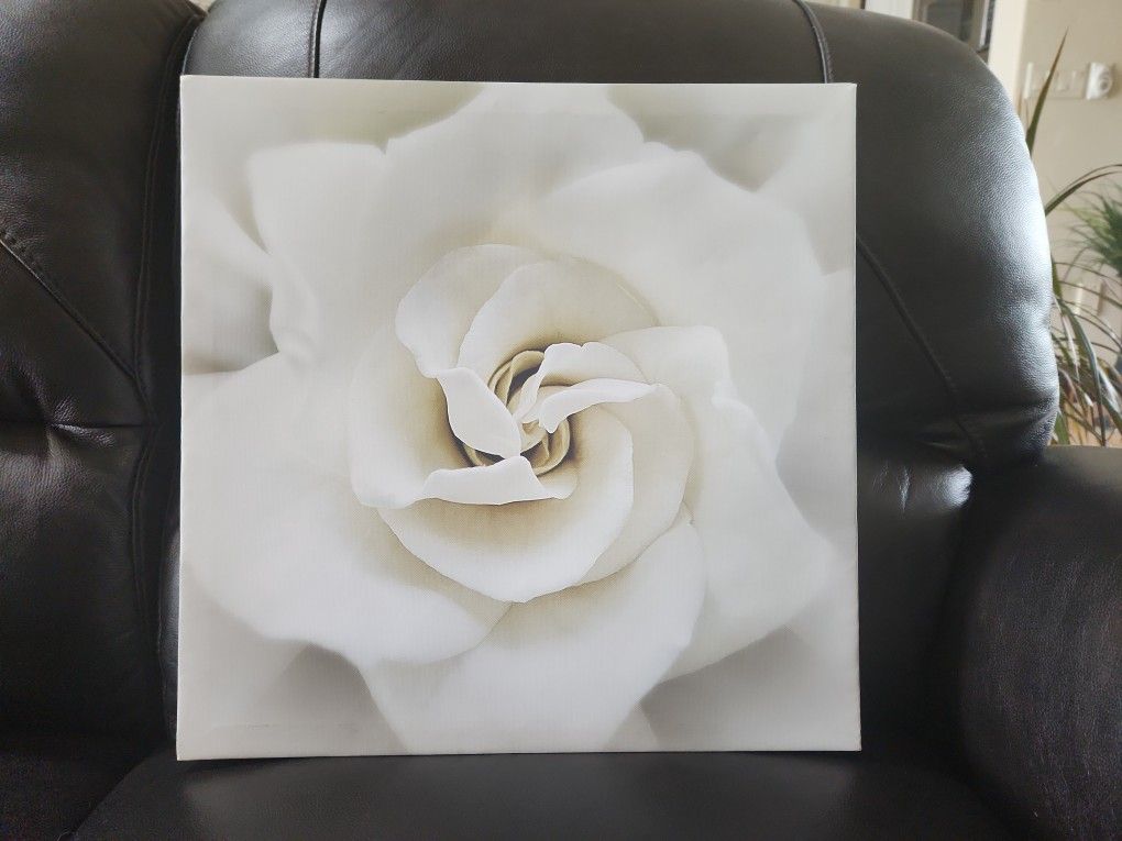Rose Picture