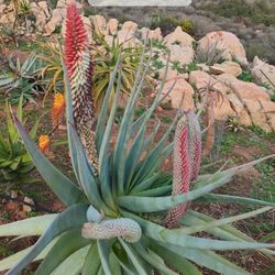 Aloes, Agaves, Cactus and Succulents for Sale