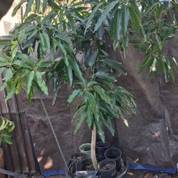 Mature Mango Tree Currently Flowering 