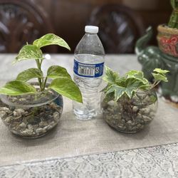 Natural Plants