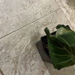 Philodendron Gloriosum Plant