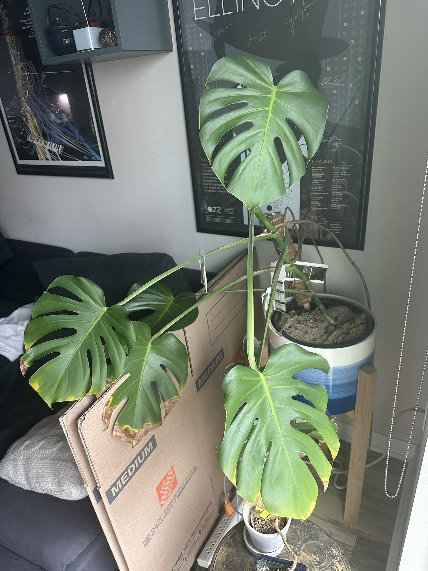 Monstera Deliciosa Plant—Make An Offer!