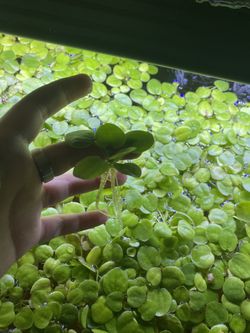 Floating Live Freshwater Plants