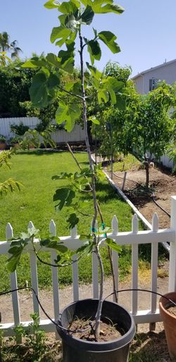 Fig - Ornamental Tree