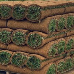 Sod Roll