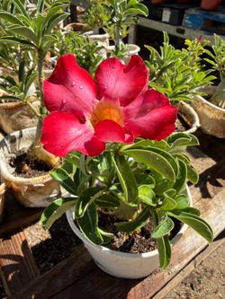 Desert Rose