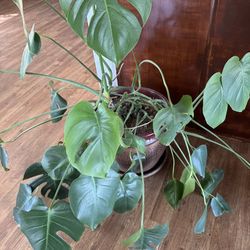 Indoors natural plants